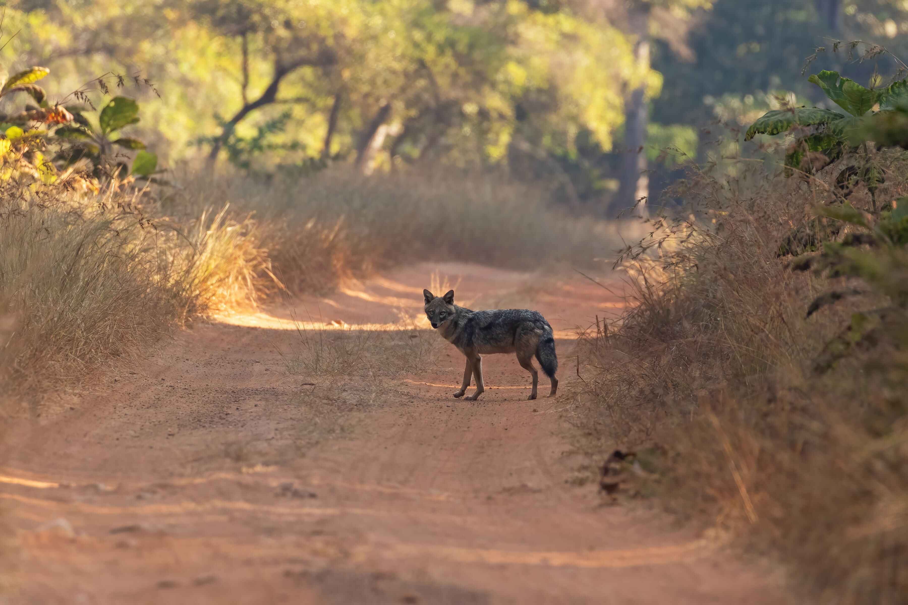 Jackal